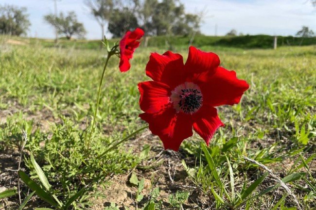 THE FIRST RED ANEMONES OF THE BLOOMING SEASON WERE SEEN IN THE BURNING SOUTH OF ISRAEL.